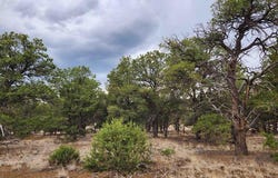 14 Conifer Circle, Pie Town, NM 87827