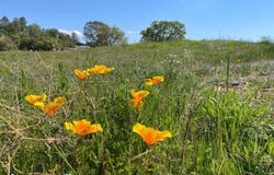 Buggy Whip Dr., Coarsegold, CA 93614
