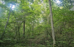 Tomahawk Slab Rd, Saint Joe, AR 72675
