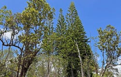 OHIALANI RD, Volcano, HI 96785