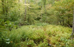Houck Mountain Road, Walton, NY 13856