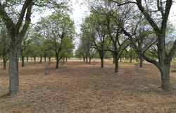 1313 Cirrus Loop, Granbury, TX 76049