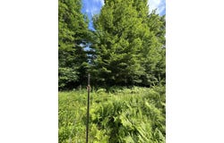Canton Mountain Road lot: 020, Jay, ME 04239