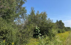 Off CTH J, Irma, WI 54442