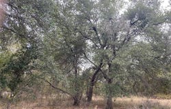 County Road 405, Buckholts, TX 76518