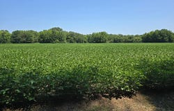PLANTATION RD lot: 0, ONANCOCK, VA 23417