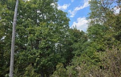 L4H Old CC Road, Hardy, AR 72542