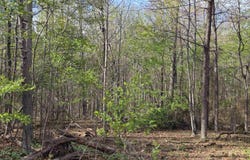 N SCENIC HWY, MOUNT SOLON, VA 22843