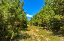 0 Co Rd 61, Pine Apple, AL 36768