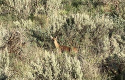 2006 Swenson Valley Rd, Bancroft, UT 83217