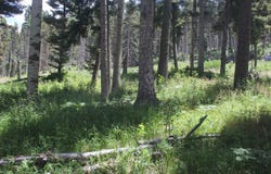Pleasant Meadow lot: 9, Black Lake, NM 87710-0000