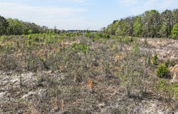 14 +/- Acres County Road 4223, Simms, TX 75574