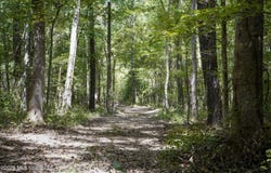 Mcintyre Road, Brandon, MS 39042