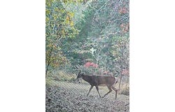 TBD Quail Run, Preston, MO 65732
