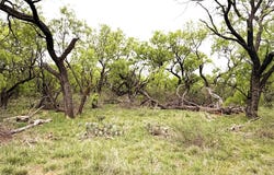 CR 156, Breckenridge, TX 76424
