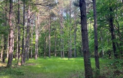 0 Caroline Reed Road, De Kalb, MS 39328