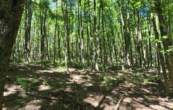 0WP Ridge Rd, Otselic, NY 13464