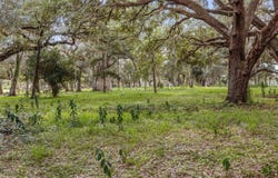 17445 PALMER Lane, SPRING HILL, FL 34610