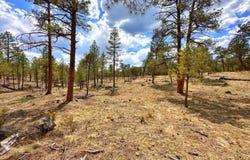 PAR 007H Chevelon Rd, Heber, AZ 85928