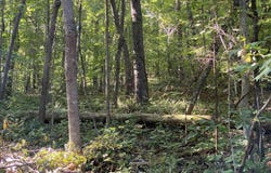 Conner Rd, Powell, TN 37849