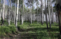 MS Road, Glade Park, CO 81522