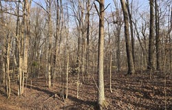 Rockcastle Shores lot: 33 C -1, Cadiz, KY 42211