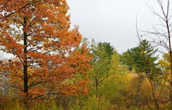 0.0 Stafford Road, Plattsburgh, NY 12901
