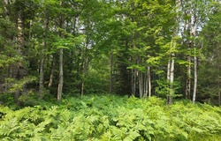 OFF HWY M28, Bruce Crossing, MI 49912