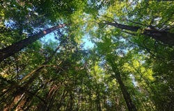 Hamilton Road, Prentiss, MS 39474