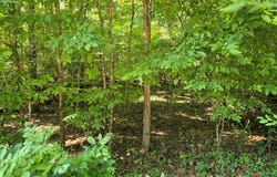 Cedar Drive lot: 401, Sparta, GA 31087