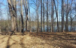 Elkhorn, SPRINGVILLE, TN 38256
