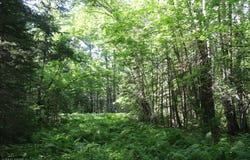 Sawmill Road, Kerrick, MN 55756