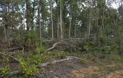 Mill Creek Rd lot: #10, Sunbright, TN 37872