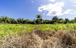 KALANIANAOLE AVE, Hilo, HI 96720