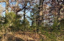 County Road 871, Thornfield, MO 65762