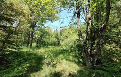 8930 Sand Lake Road, Au Train, MI 49806