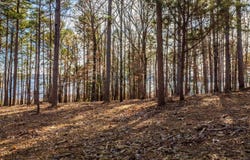 Miller Point (Lot 46) Drive, Quitman, AR 72067