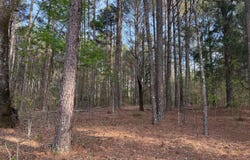 288 Galilee Road, Carthage, MS 39051