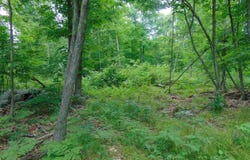 MACE Road, Gilboa, NY 12076
