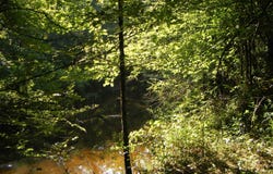 Mosley Road, Arkadelphia, AR 71923