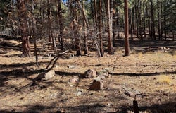 BRAZOS LODGE SPRUCE, Chama, NM 87520