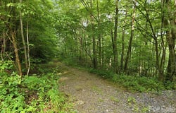 Seasons Drive lot: 43, Clyde, NC 28721