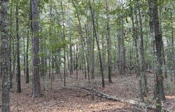 Fire Tower Road, Salley, SC 29137