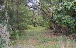 Rooks Drive, Marianna, FL 32446