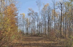 Wild Apple Road, Pomfret, VT 05067