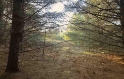 8 VL Betsie River Road, Interlochen, MI 49643