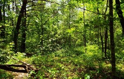 Mockingbird Lane, Sylva, NC 28779
