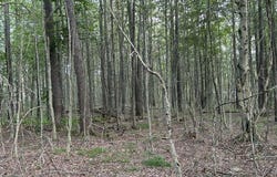 Bellasylva Road, Forkston, PA 18614