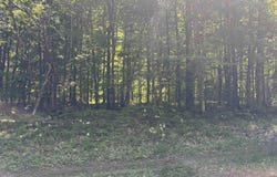 Osborn Drive, McMillan, MI 49853