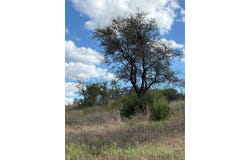 19 Parks Medow Dr., Gustine, TX 76455